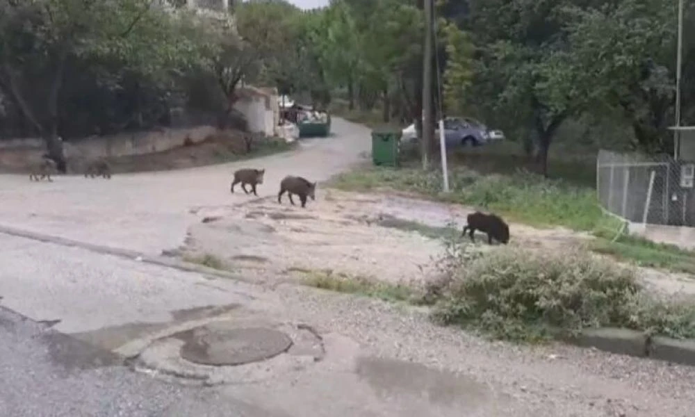 Θεσσαλονίκη: Αγριογούρουνα και λύκοι έκαναν "βολτάρουν" σε Πανόραμα και Ωραιόκαστρο (βίντεο)